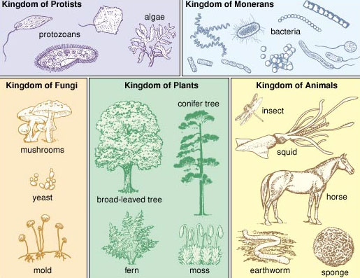 Classification Of Livng Things | Quizizz