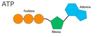 respiración celular - Grado 8 - Quizizz