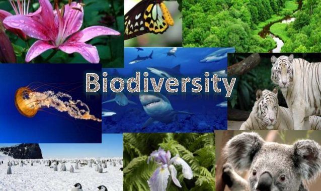 biodiversity and conservation - Year 12 - Quizizz