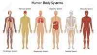 the circulatory and respiratory systems - Year 10 - Quizizz