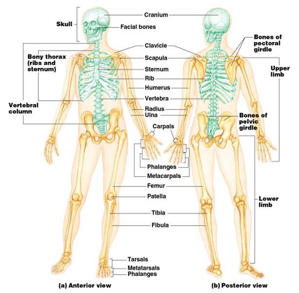 Skeletal system introduction notes review - Quizizz