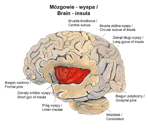 Burza mózgów - Klasa 1 - Quiz