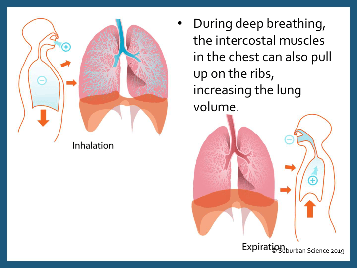 Respiratory System | Science - Quizizz