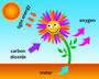 Photosynthesis Vocabulary