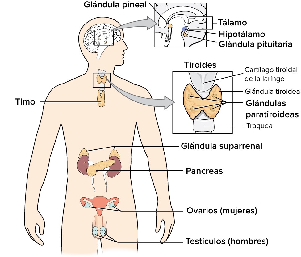 Biología - Grado 6 - Quizizz