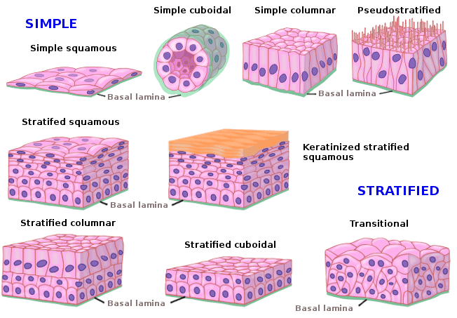 Epithelial Tissue Science Quizizz