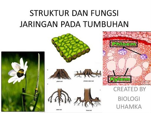 Ph 2 Jaringan Tumbuhan Xi Ipa Biology Quizizz