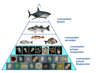 Piramidi ecologiche