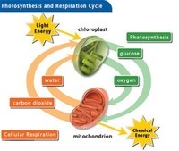 cellular respiration Flashcards - Quizizz