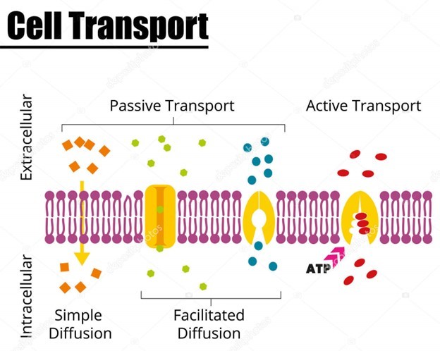 Cellular Transport | 88 plays | Quizizz