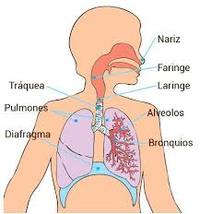 respiración celular - Grado 8 - Quizizz