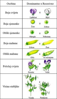 genetyka, słownictwo, genotyp i fenotyp - Klasa 11 - Quiz