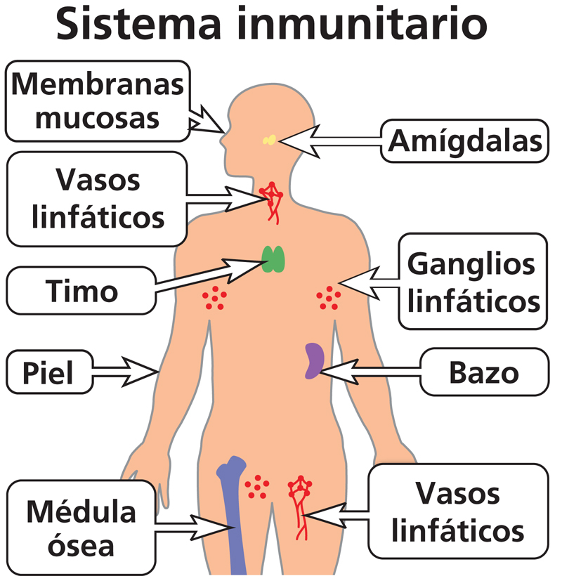 el sistema inmune Tarjetas didácticas - Quizizz