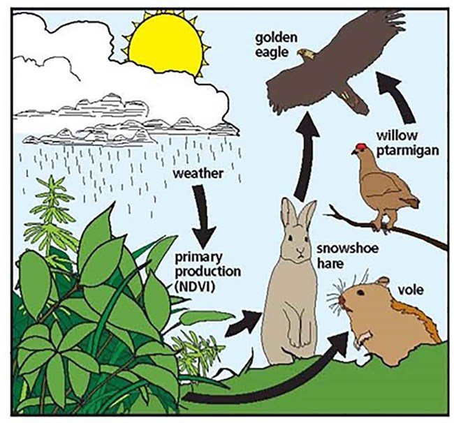 ecosystems-vocabulary-interactions-and-changes-quiz-quizizz