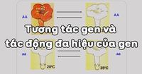 quy định gen - Lớp 10 - Quizizz