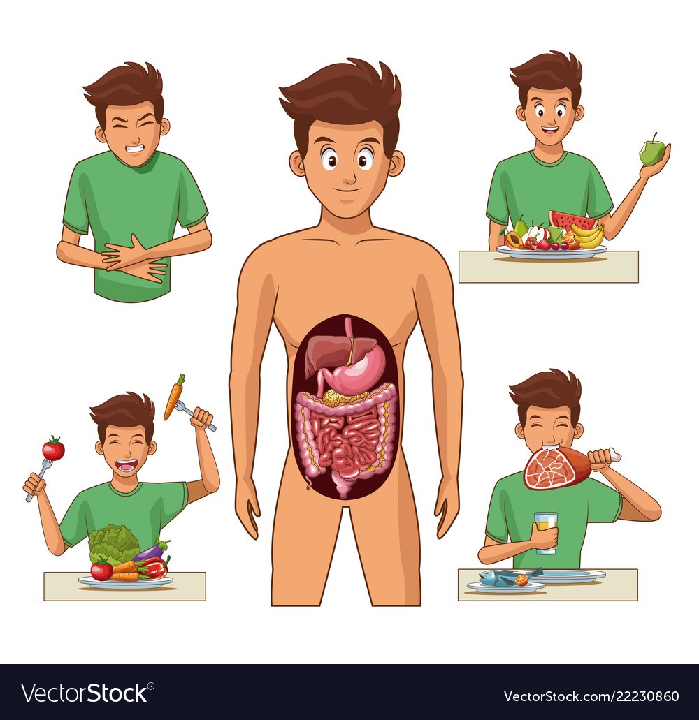 Digestive System Crash Course Biology Quizizz