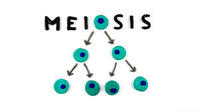 meiosis - Class 9 - Quizizz