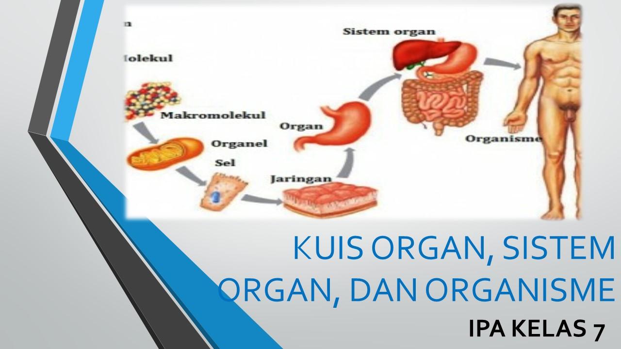 Kuis Organ Sistem Organ Dan Organisme Science Quizizz