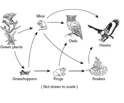 how to write a food chain from a food web