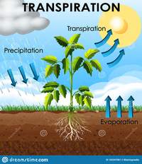 Transpiration