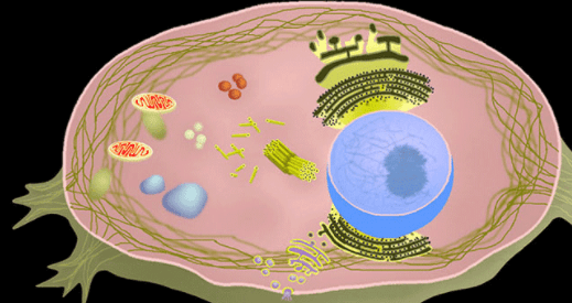 Cell Organelles