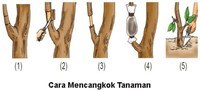 sel tumbuhan dan hewan - Kelas 3 - Kuis