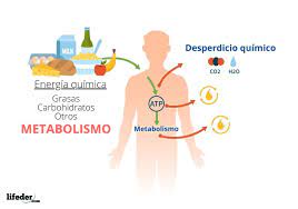 metabolismo Tarjetas didácticas - Quizizz