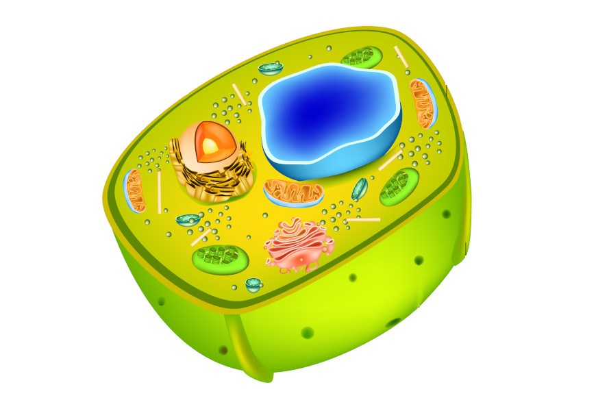 diagrama de células vegetales - Grado 2 - Quizizz