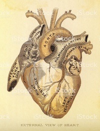 Anatomy Cards - Year 9 - Quizizz