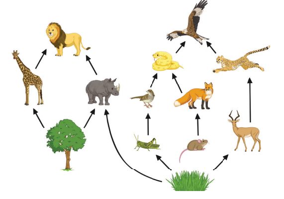 Food Webs