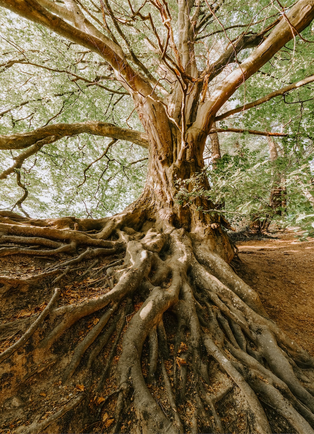 Root Words Flashcards - Quizizz