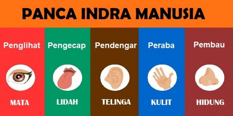 5 Indra - Kelas 9 - Kuis