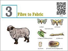 Grade-6 Ch-3 Fiber to Fabric'