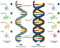 dna structure and replication - Year 9 - Quizizz