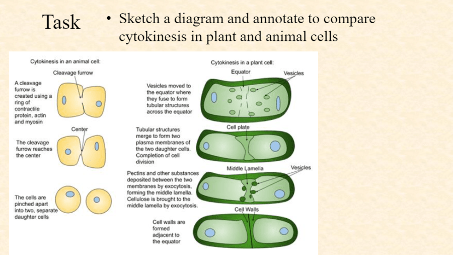 Mitosis and cytokinesis | Biology - Quizizz