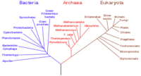 phylogeny Flashcards - Quizizz