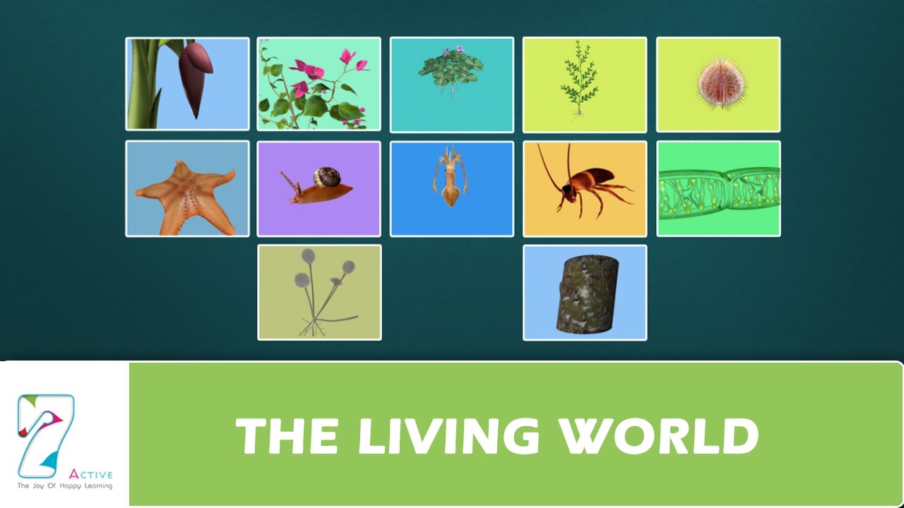 living and non living things - Class 11 - Quizizz