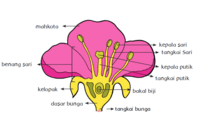 diagram sel tumbuhan - Kelas 6 - Kuis