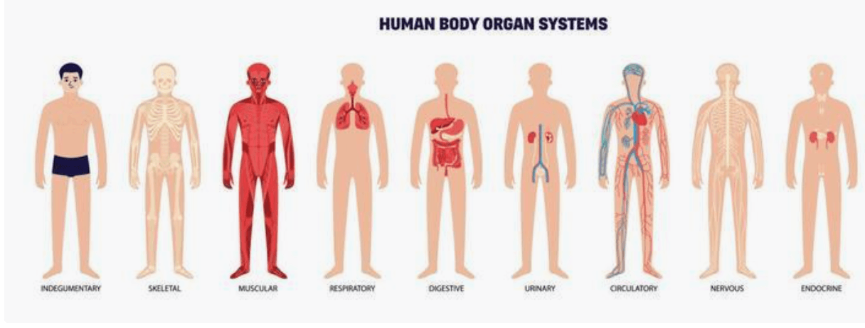 the circulatory and respiratory systems - Grade 4 - Quizizz