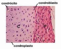 CONDROBLASTO Y APARATO DE GOLGI