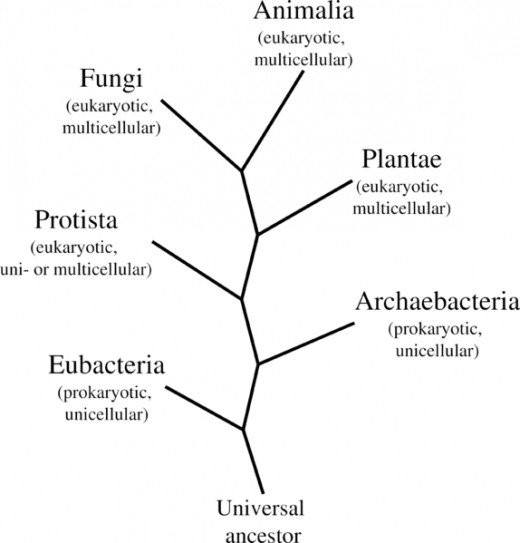 Evolution Quiz #2 | Quizizz