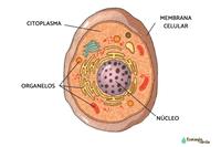 respiración celular Tarjetas didácticas - Quizizz