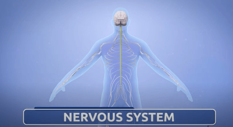 The Nervous System | Quizizz