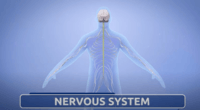 the nervous and endocrine systems - Grade 3 - Quizizz