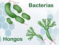 bacteria and archaea - Year 4 - Quizizz