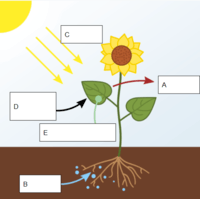 plant parts and their functions - Year 9 - Quizizz