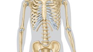 Skeletal System | 207 Plays | Quizizz