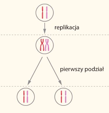 Mejoza i Mitoza | Biology - Quizizz