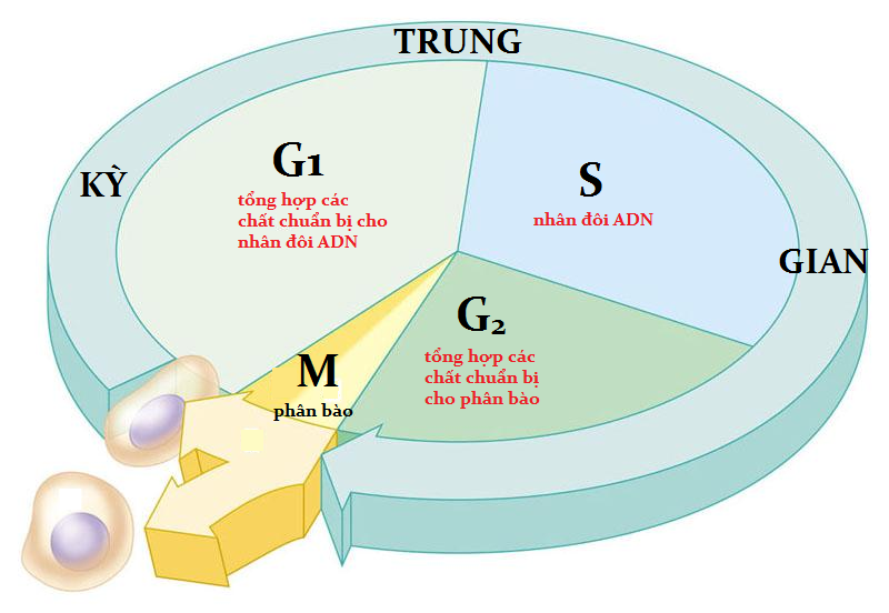 Chu Kì Tế Bào và Quá Trình Nguyên Phân: Kiến Thức Cơ Bản và Ý Nghĩa