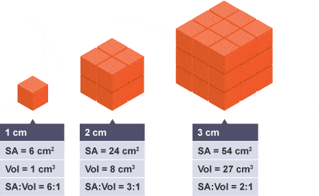 units of volume - Class 8 - Quizizz